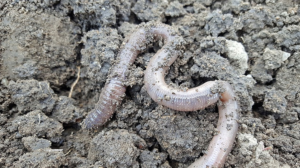 На Тайване нашли логово древних гигантских червей