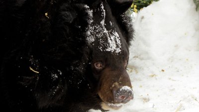 В первый день тепла в екатеринбургском зоопарке проснулись медведи (ВИДЕО)