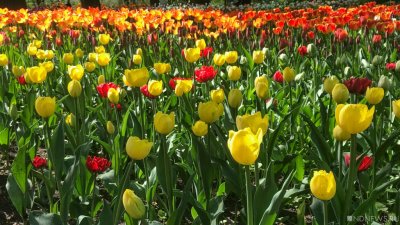 В Крыму расцвели первые тюльпаны (ФОТО)