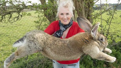 «Самый большой кролик в мире» украден в Англии