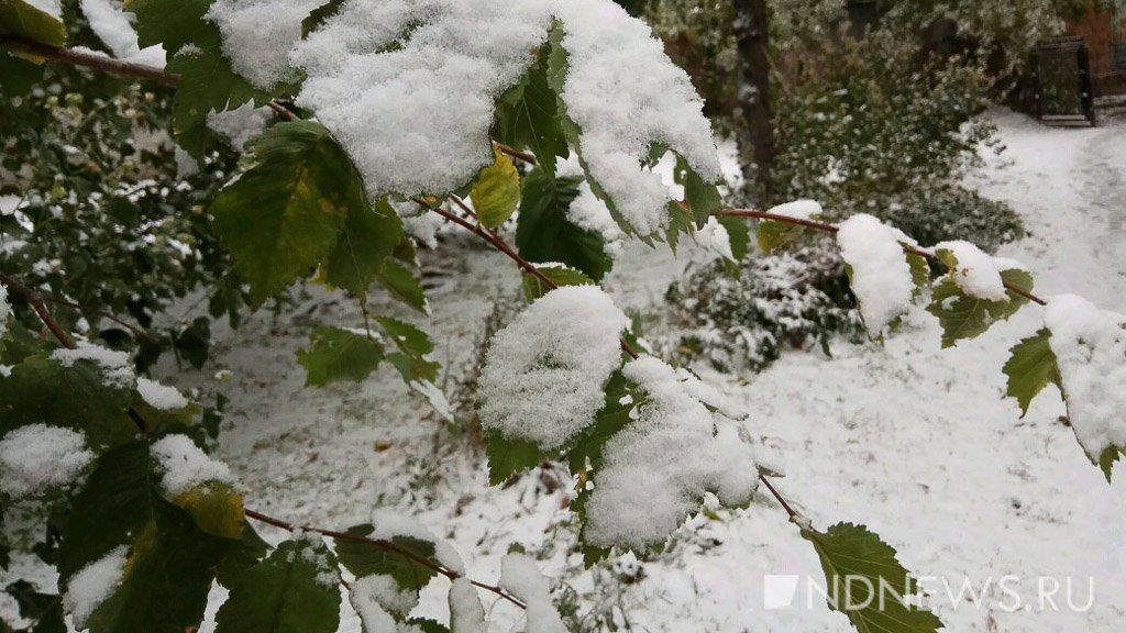 В Курганскую область идут заморозки с мокрым снегом