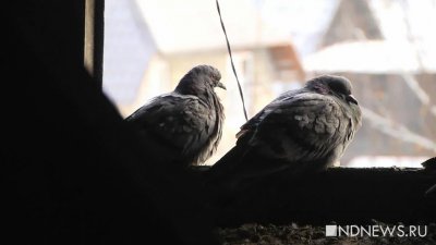 Бесценные гобелены Рафаэля оказались под угрозой из-за голубей