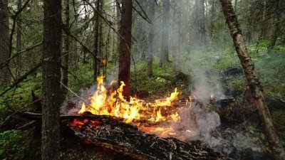 В Свердловской области горит почти 200 гектаров леса – половина из них в природном заповеднике