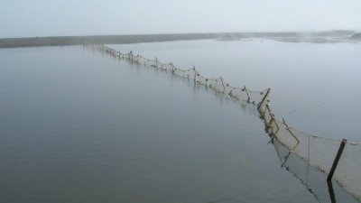 На Сахалине браконьеры загородили сетями проход на нерест для лосося