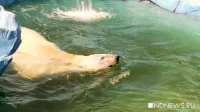 Белую медведицу Хатангу привезут в зоопарк Екатеринбурга в августе
