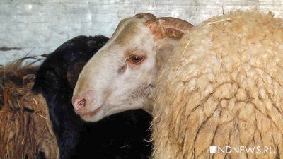 Тюменец убил оппонента после ссоры из-за овец