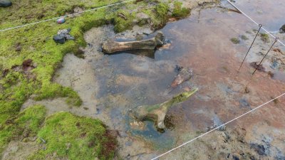 На Ямале нашли еще одни останки мамонта