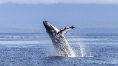 На Камчатке на берег выбросило мертвого горбатого кита