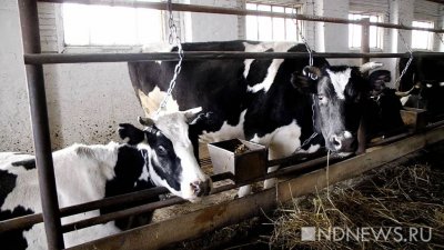 Зоологи приучили коров к лотку ради минимизации вреда для экологии