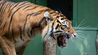 В Приморье тигр напал на сторожа пасеки