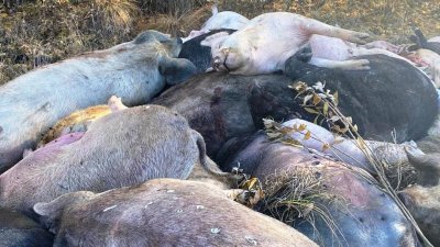 О разбросанных по лесам тушах свиней, зараженных африканской чумой, доложат генпрокурору РФ