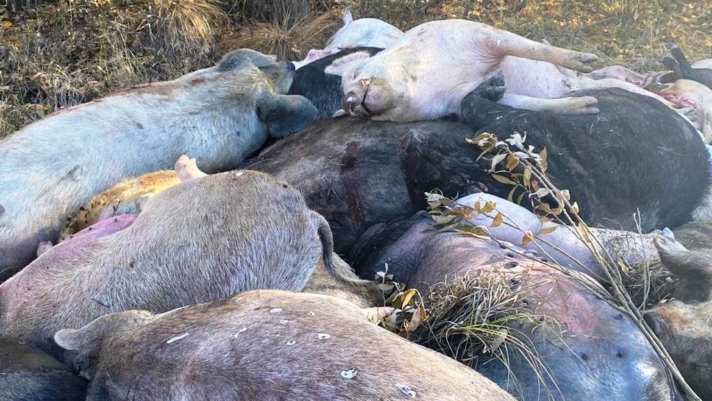 На Урале действует очаг африканской чумы свиней. В лесу нашли 37 мертвых животных (ФОТО)