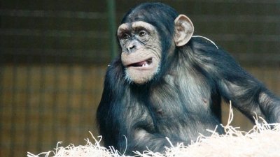 Первый случай оспы обезьян подтвержден в Ирландии