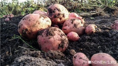 Число желающих выращивать собственную картошку за 2 года снизилось в 1,5 раза