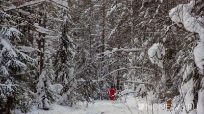 В лесах Подмосковья с начала зимы потерялись полтора десятка человек