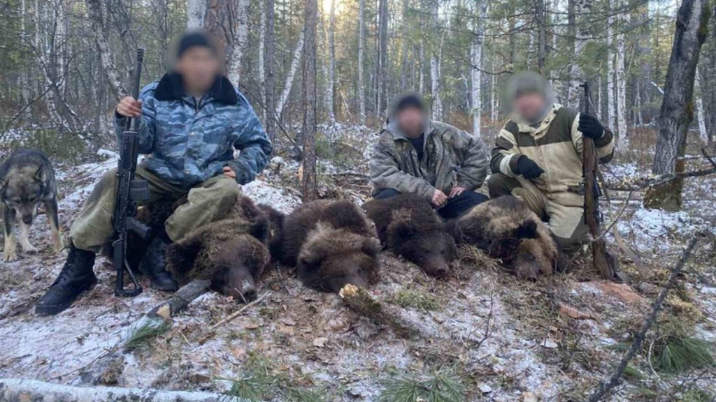 В Сибири браконьеры убили медведицу с тремя медвежатами прямо в берлоге