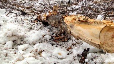 Ураганный ветер повалил десятки деревьев в Калининградской области
