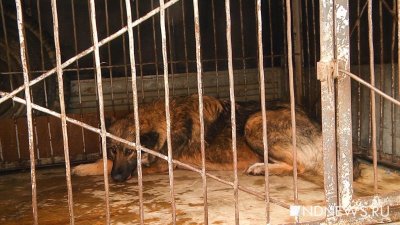Приют для бездомных животных в Салехарде уже не вмещает отловленных собак