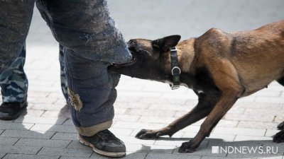 СК России занялся историей с нападением бродячих собак на детей в Карпинске