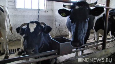 В Тироле школьники из США испугались коров и вызвали спасателей