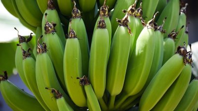 Полиция нашла 76 кг кокаина в коробках с бананами