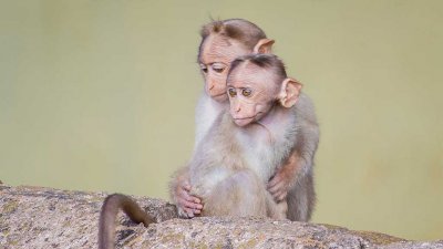 Во Вьетнаме впервые умер пациент с оспой обезьян