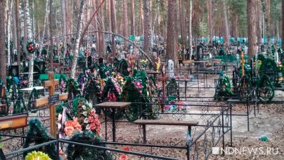 В Комсомольске-на-Амуре кладбище закрыли из-за медведей-вандалов