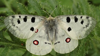 Нашествие редких бабочек в Раменском