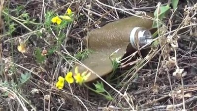 В одном из районов Белгородской области обнаружено множество мин «лепесток» после обстрела ВФУ