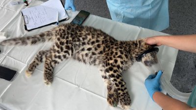 В приморском нацпарке спасли детеныша дальневосточного леопарда