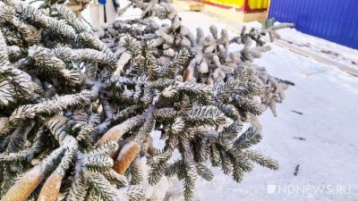 Экоактивисты отпилили верхушку рождественской ели в центре Берлина