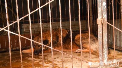В приюте для животных Муравленко нашли нарушения