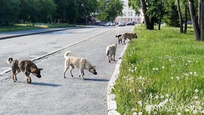 Путин разрешил регионам сами решать, что делать с бездомными животными