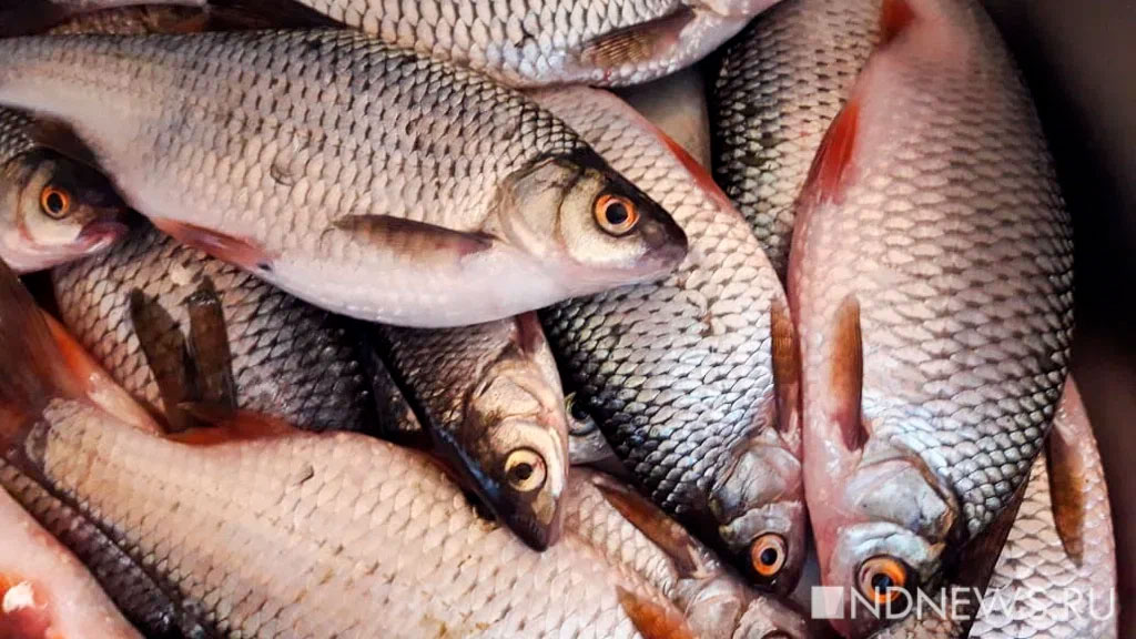 Рыбаки выловили более 1,7 млн тонн рыбы с начала года