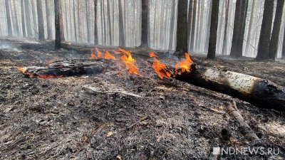 В Свердловской области резко сократилась площадь лесных пожаров