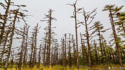 В Крыму вводят запрет на посещение лесов