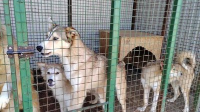 Новые нарушения в приютах Ямала: в Салехарде животным тесно и нечего пить (ФОТО)