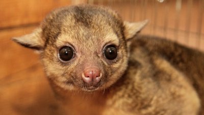 Зоопарк впервые показал детеныша «медовых мишек» (ФОТО)
