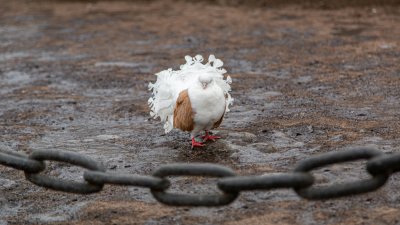 В Евпатории фотограф с голубями напал на туристку
