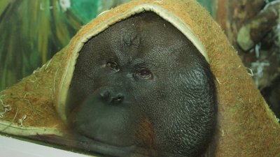 Орангутан Захар отметит день рождения (ФОТО)