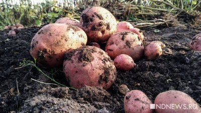 Двое жителей Владивостока умерли от испарений гнилой картошки в подвале