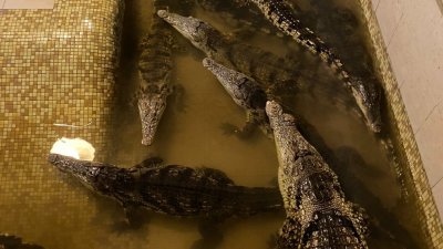 Россельхознадзор остался недоволен условиями жизни екатеринбургских крокодилов (ФОТО)