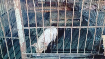 На свиноферме в Новом Уренгое нашли нарушения
