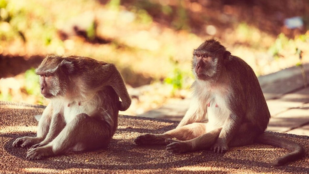 В Японии сбежавшая из зоопарка обезьяна напала на человека