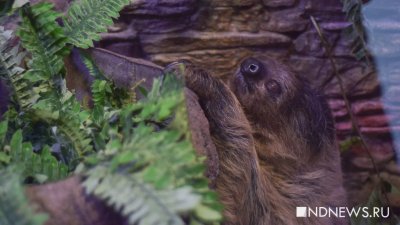 В Екатеринбургском зоопарке отметили день ленивца (ФОТО, ВИДЕО)