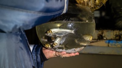 Магнитогорское водохранилище пополнилось сотнями тысяч мальков рыб