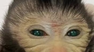 В Китае родилась первая в мире обезьяна-химера, созданная из стволовых клеток