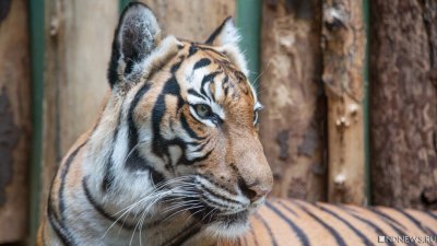 В Крыму объявили в розыск амурского тигра