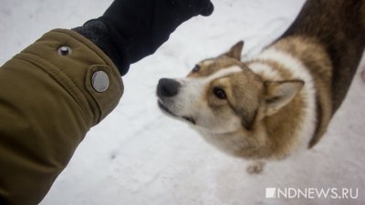 Депутаты Ямала считают проблемой прикорм собак во дворах зимой