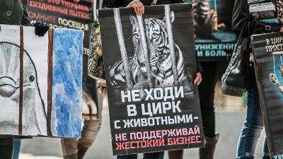 Под Челябинском замерзают цирковые львы: рев слышен на всю округу